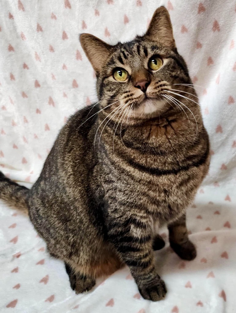 Simon