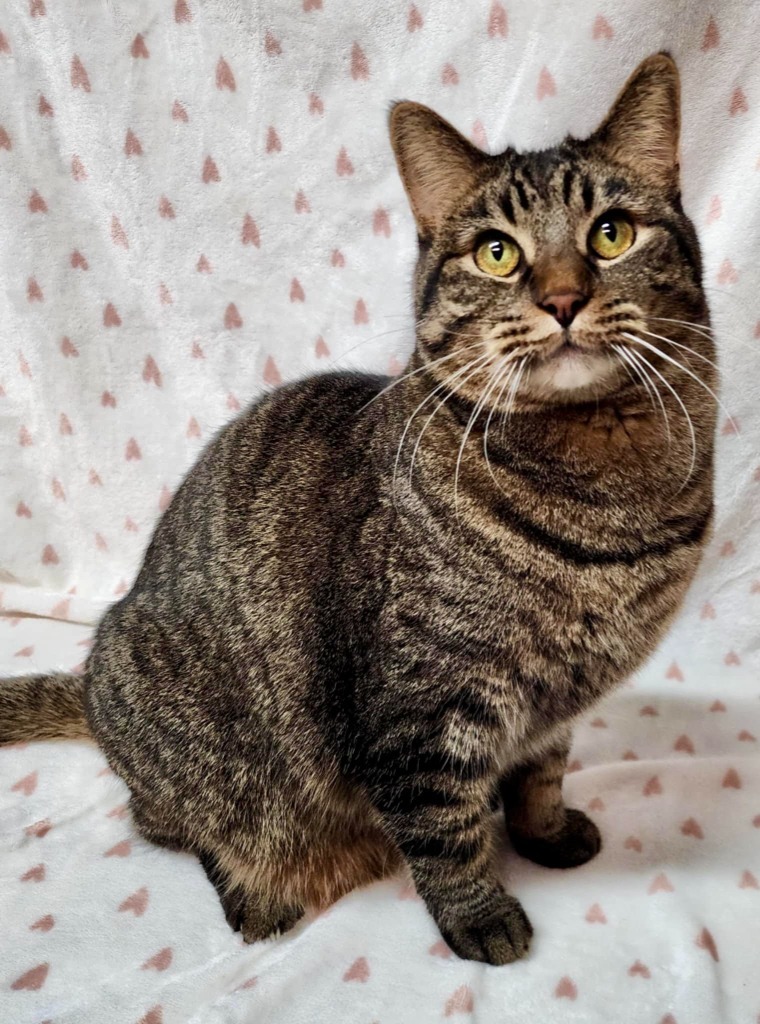 Simon