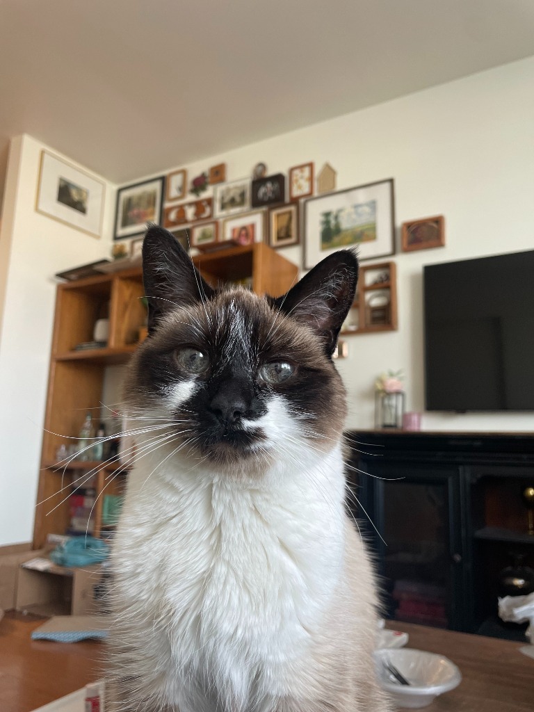 Sabrina, an adoptable Domestic Short Hair in Salt Lake City, UT, 84117 | Photo Image 1