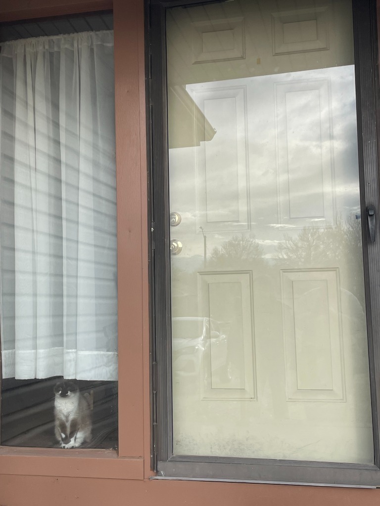 Sabrina, an adoptable Domestic Short Hair in Salt Lake City, UT, 84117 | Photo Image 2