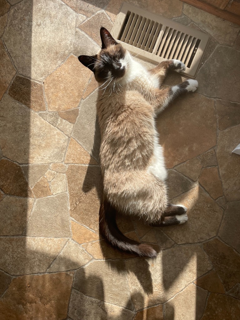 Sabrina, an adoptable Domestic Short Hair in Salt Lake City, UT, 84117 | Photo Image 3