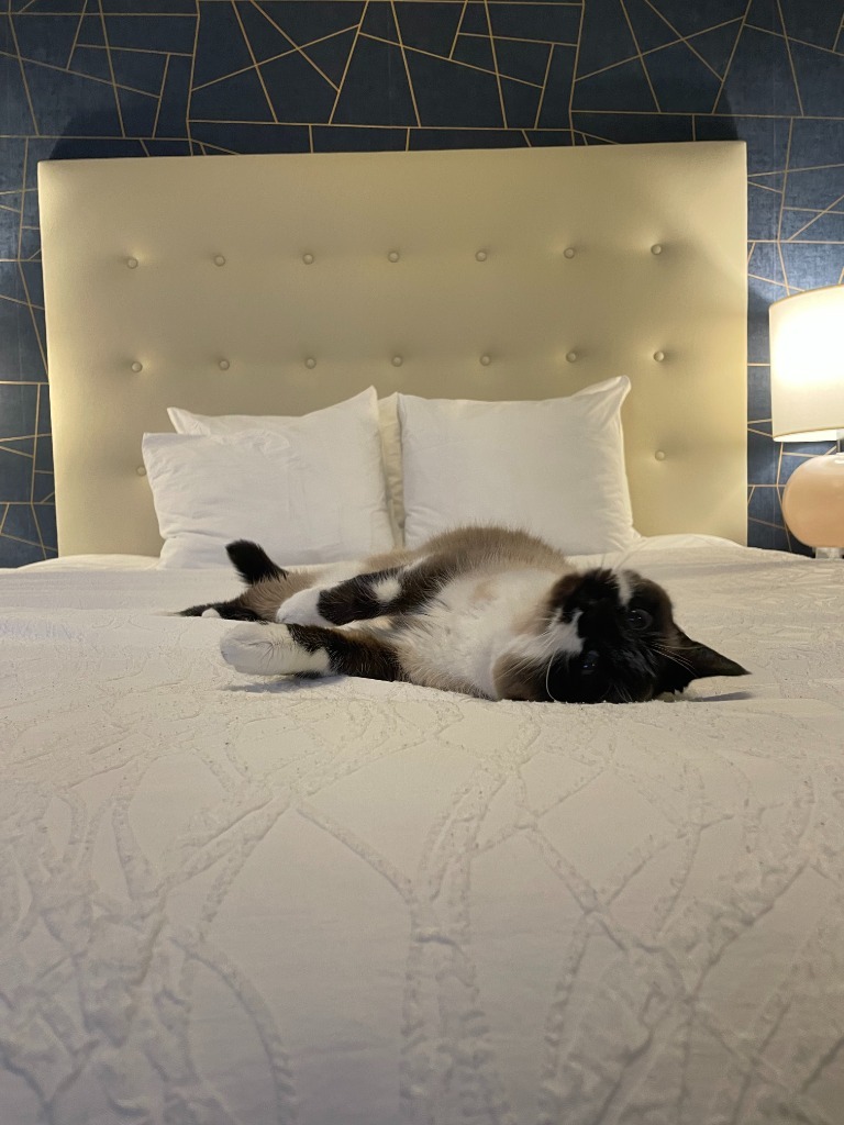 Sabrina, an adoptable Domestic Short Hair in Salt Lake City, UT, 84117 | Photo Image 4