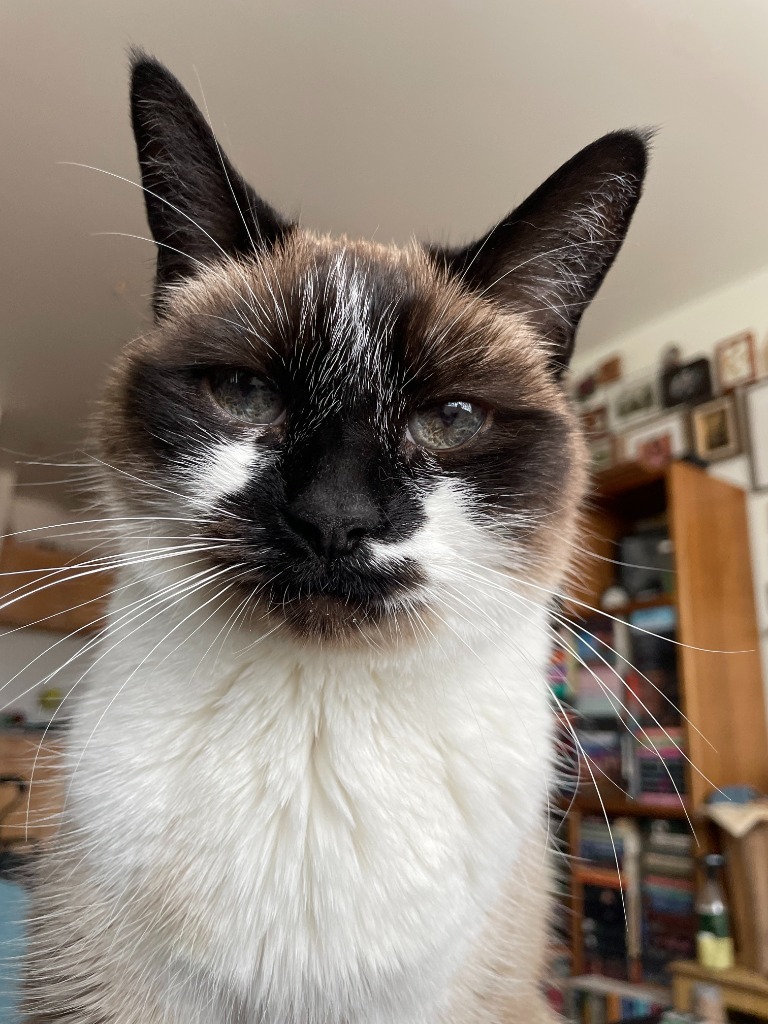 Sabrina, an adoptable Domestic Short Hair in Salt Lake City, UT, 84117 | Photo Image 5