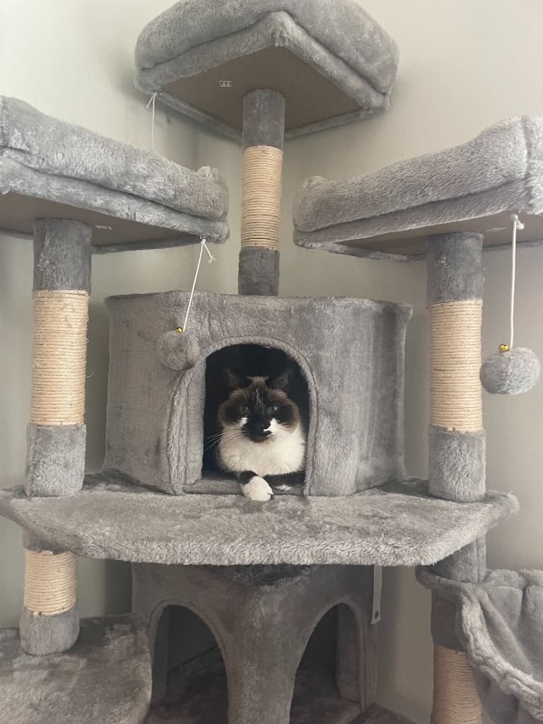 Sabrina, an adoptable Domestic Short Hair in Salt Lake City, UT, 84117 | Photo Image 6