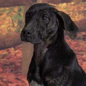 Brooks, Adult Male Mixed Breed