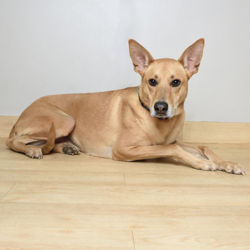 Buffy D7681