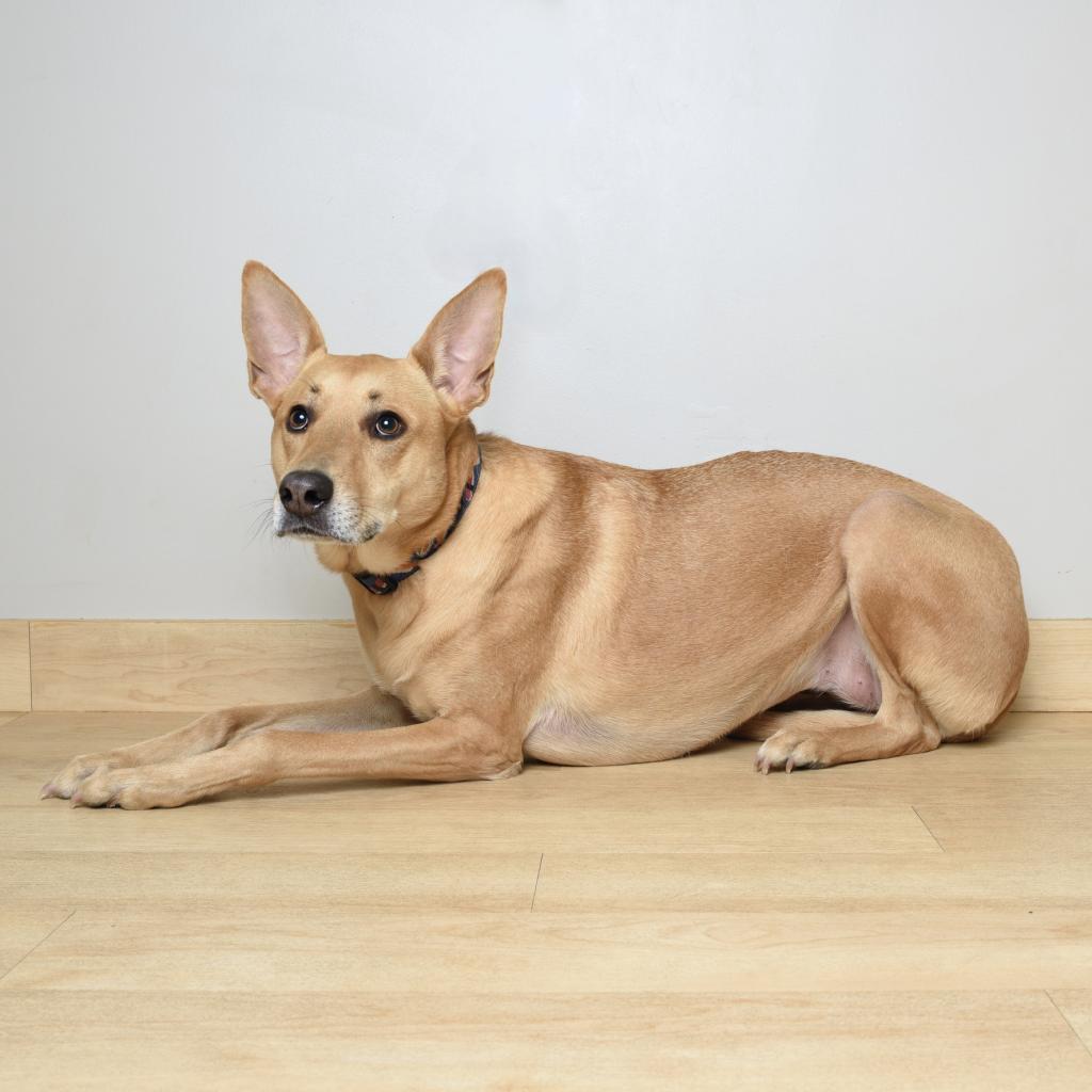Buffy D7681