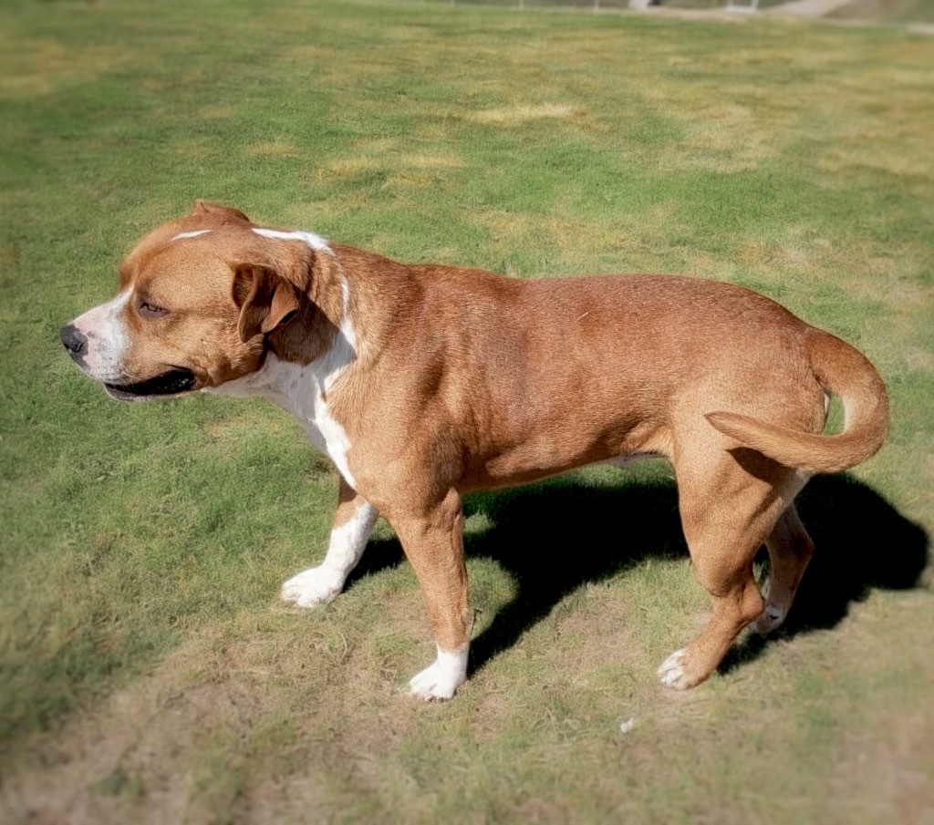 Meatball