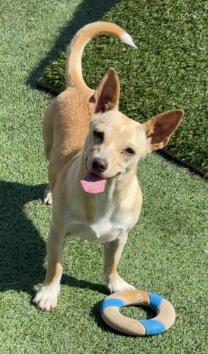 Cleo Chihuahua Dog