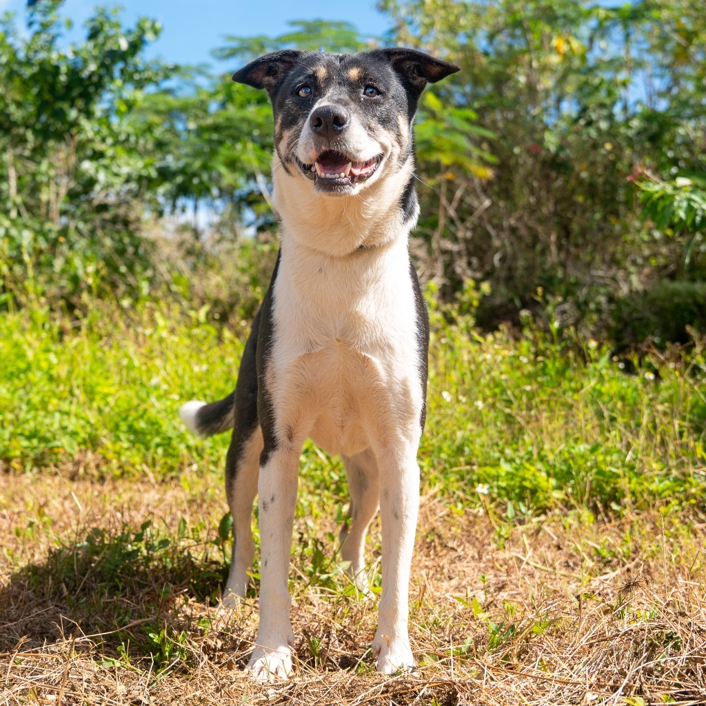 Gia, an adoptable Affenpinscher in Mangilao, GU, 96923 | Photo Image 1