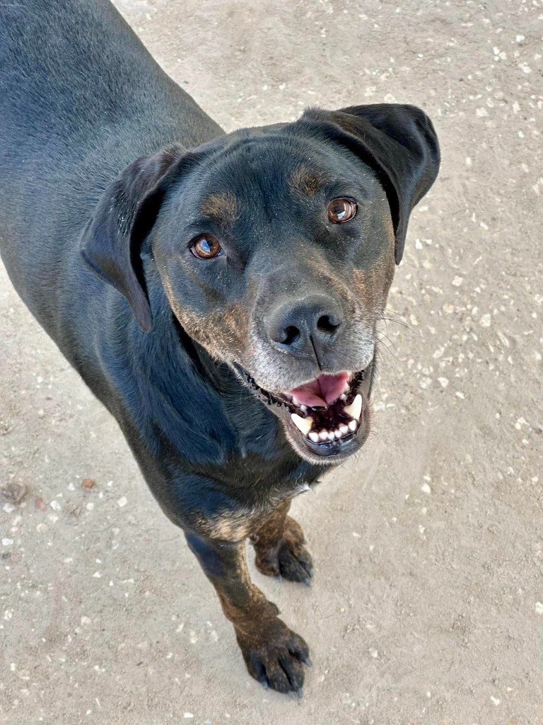 Bruno (Deuce)