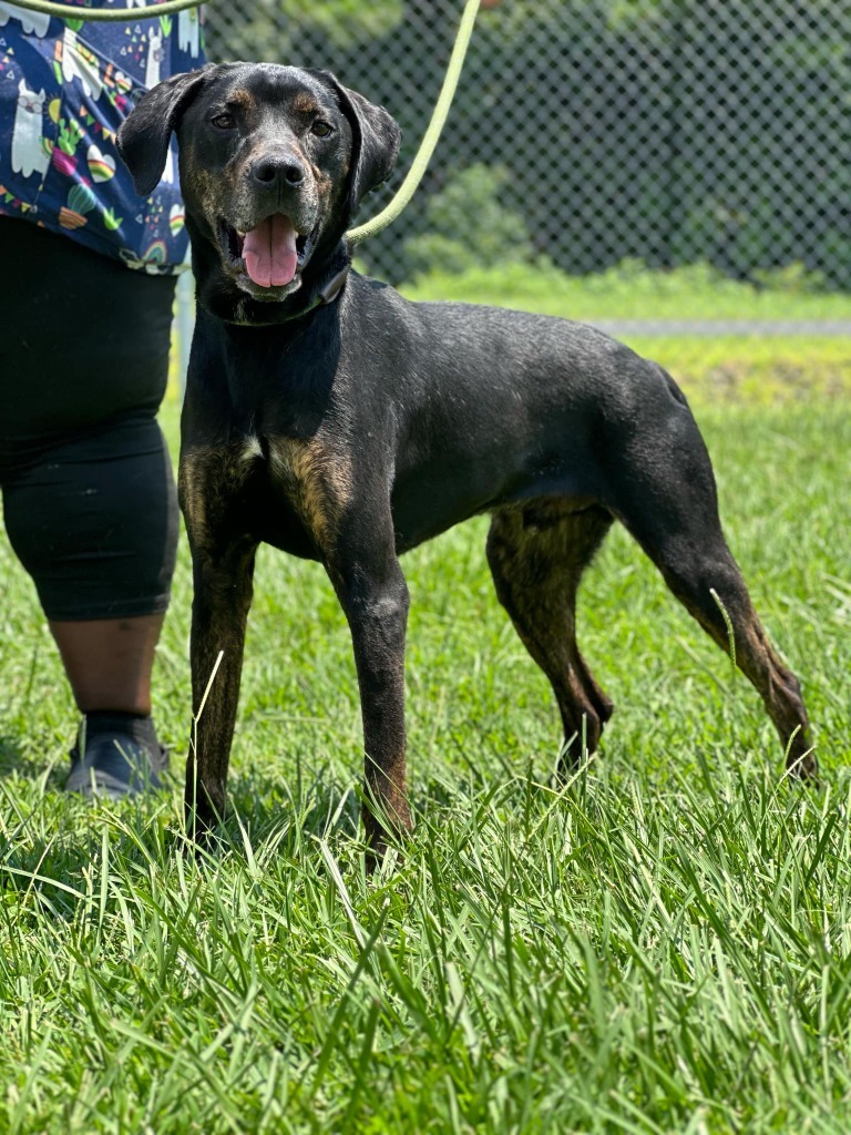 Bruno (Deuce)