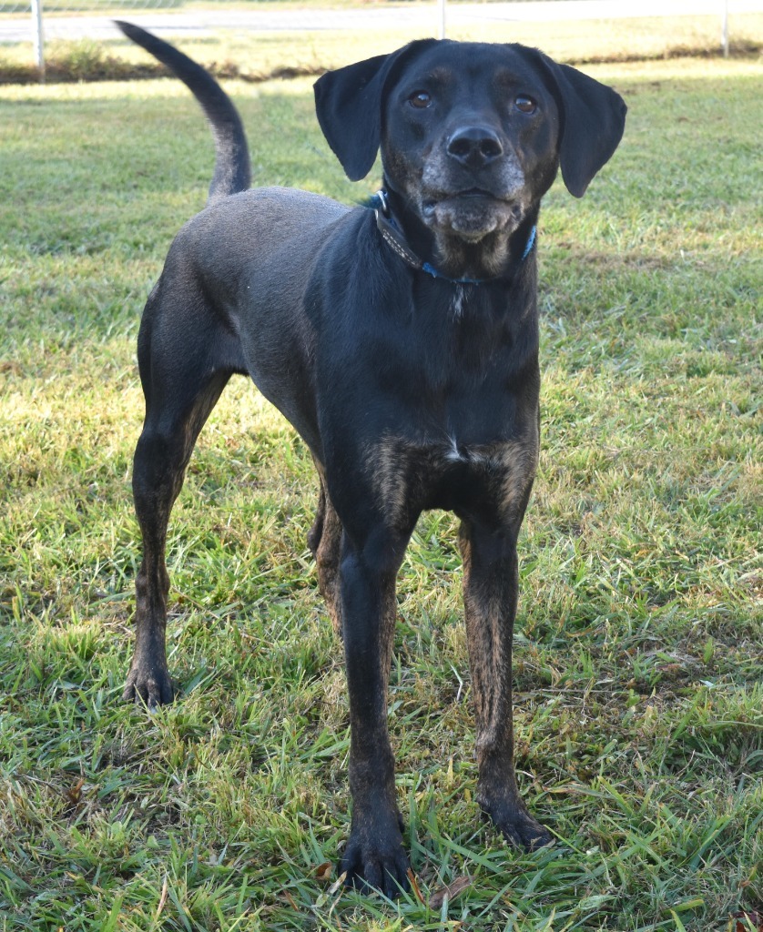 Bruno (Deuce)