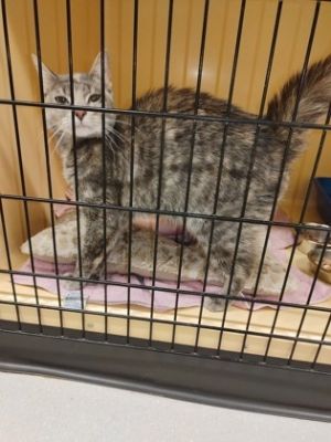 Brownie 2, Adult Female Domestic Short Hair