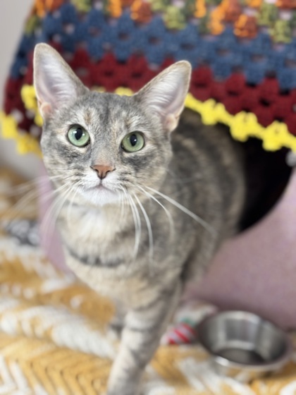 Molly - Lonely Heart, an adoptable Domestic Short Hair in Gwinn, MI, 49841 | Photo Image 1