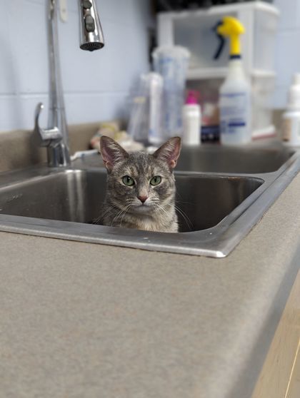 Molly - Lonely Heart, an adoptable Domestic Short Hair in Gwinn, MI, 49841 | Photo Image 2