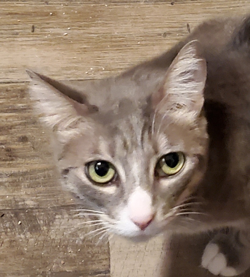 Basil