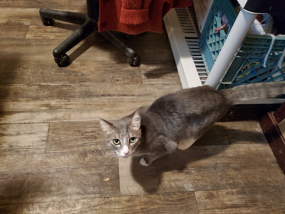 Basil