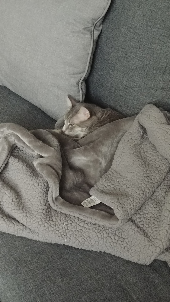 Basil