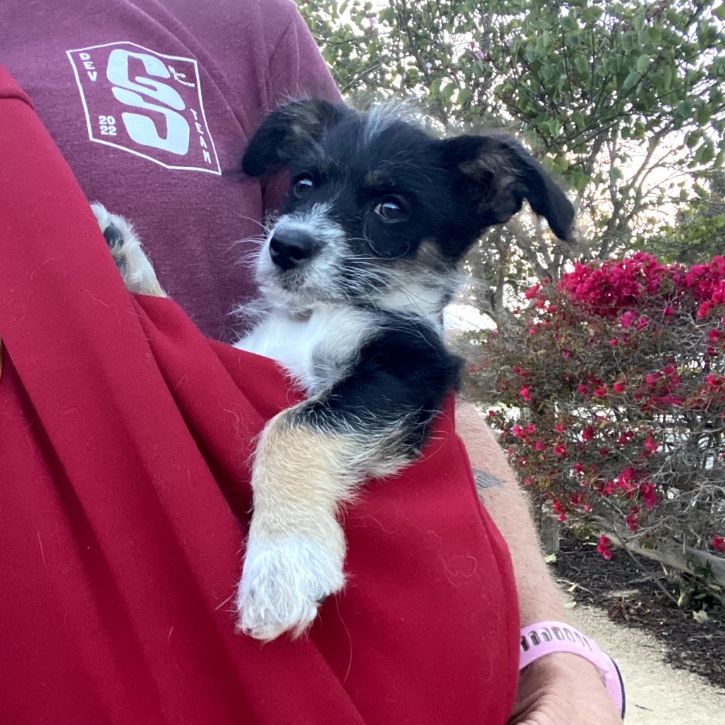 Rufio