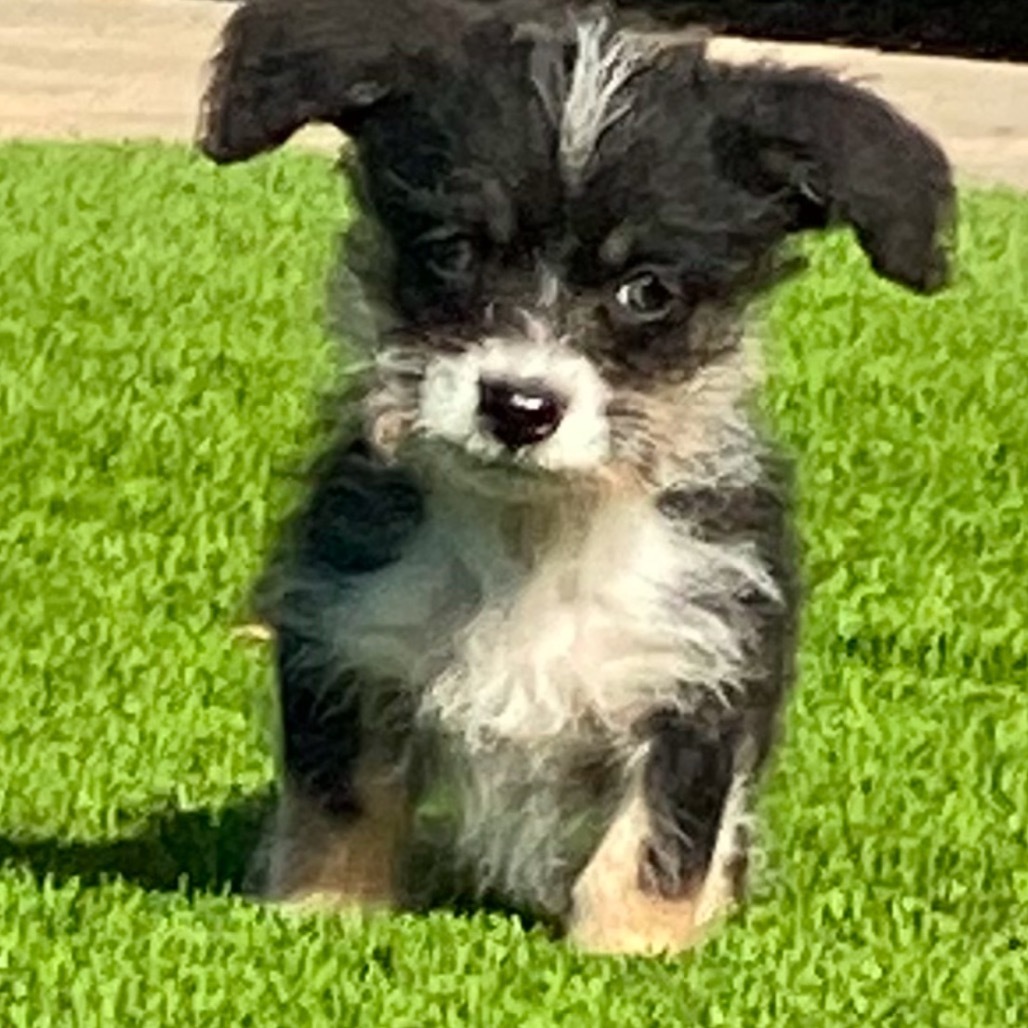 Rufio