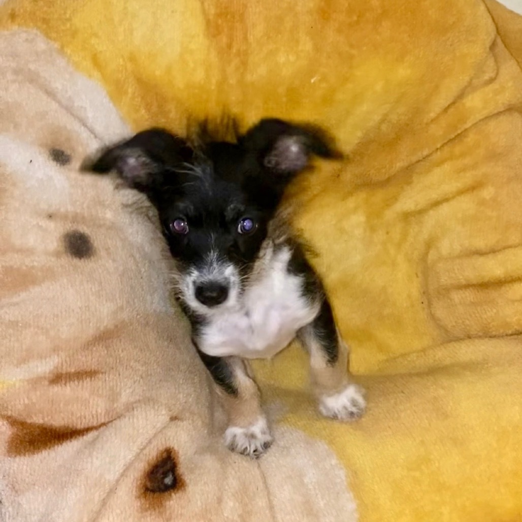 Rufio