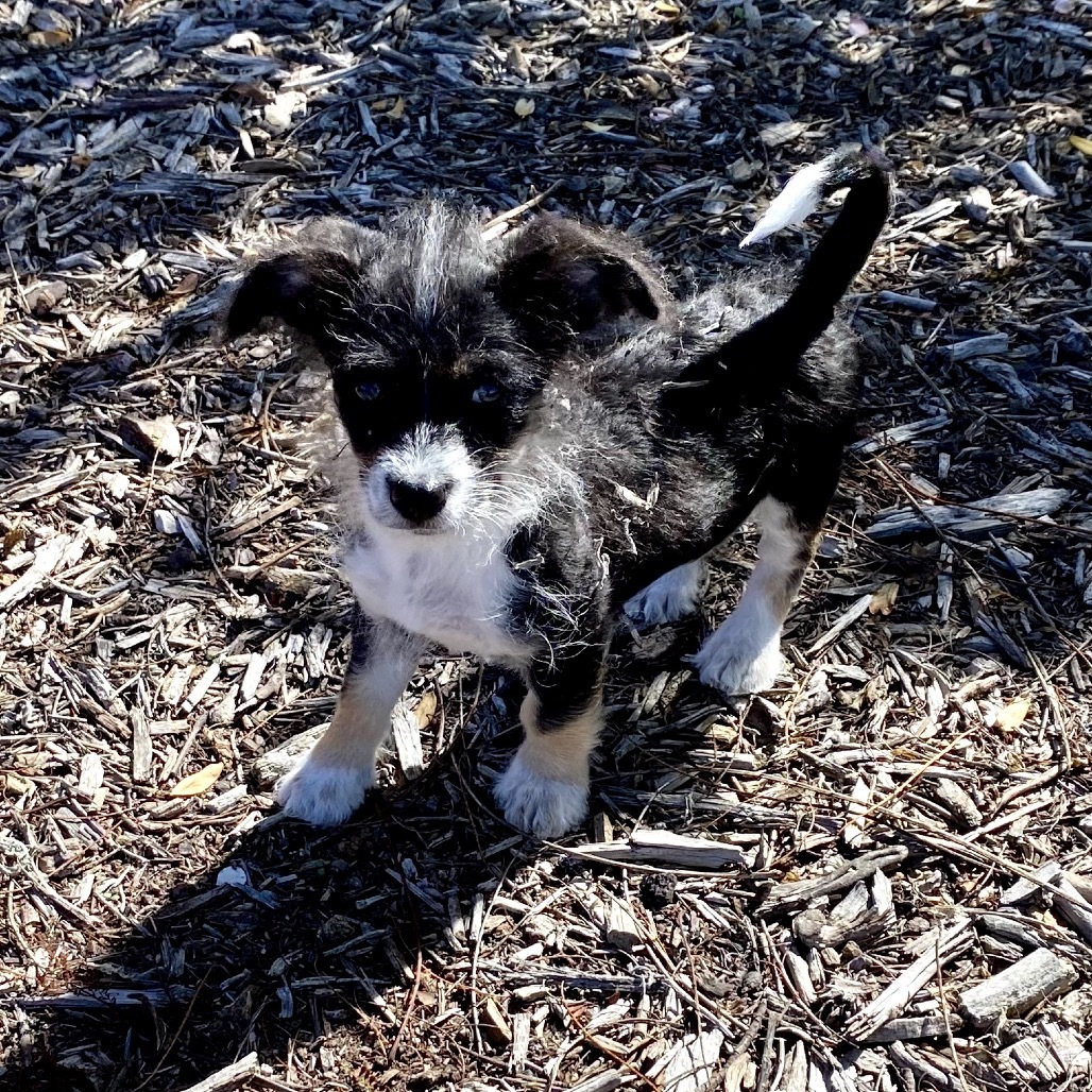 Rufio