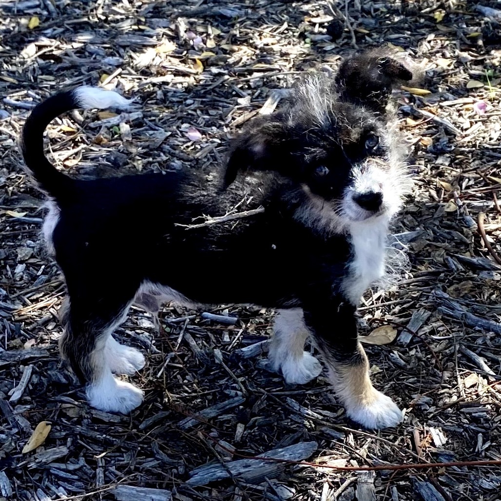 Rufio