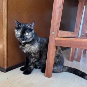 Coco Domestic Short Hair Cat
