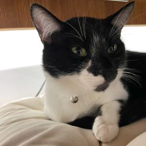 Meet Peanut - Your Pint-Sized Detective with a Heart Full of Love Peanut is a ch