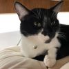 Peanut photo 1