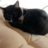 Peanut photo 2