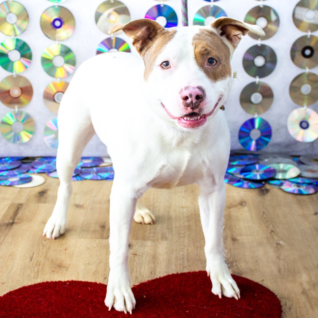 Nadia, an adoptable Pit Bull Terrier in Idaho Falls, ID, 83402 | Photo Image 1