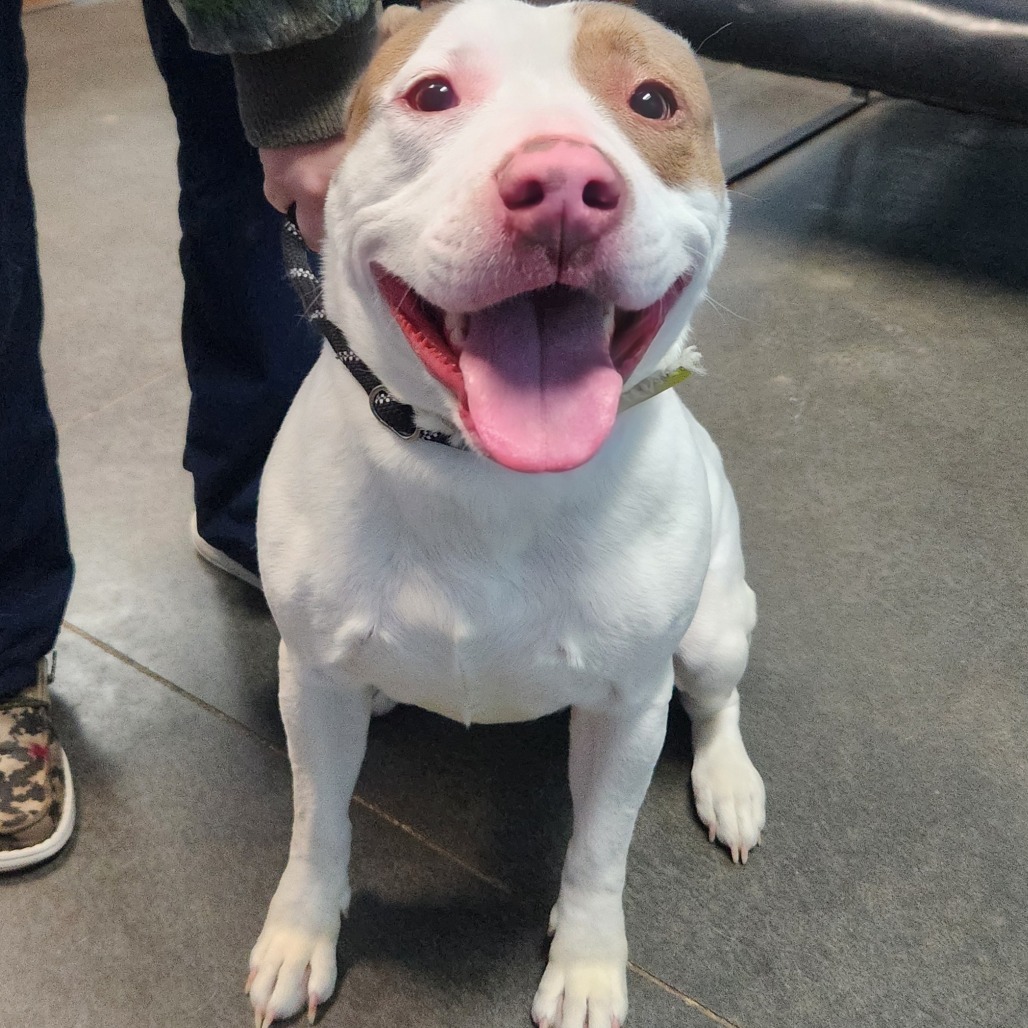 Nadia, an adoptable Pit Bull Terrier in Idaho Falls, ID, 83402 | Photo Image 2