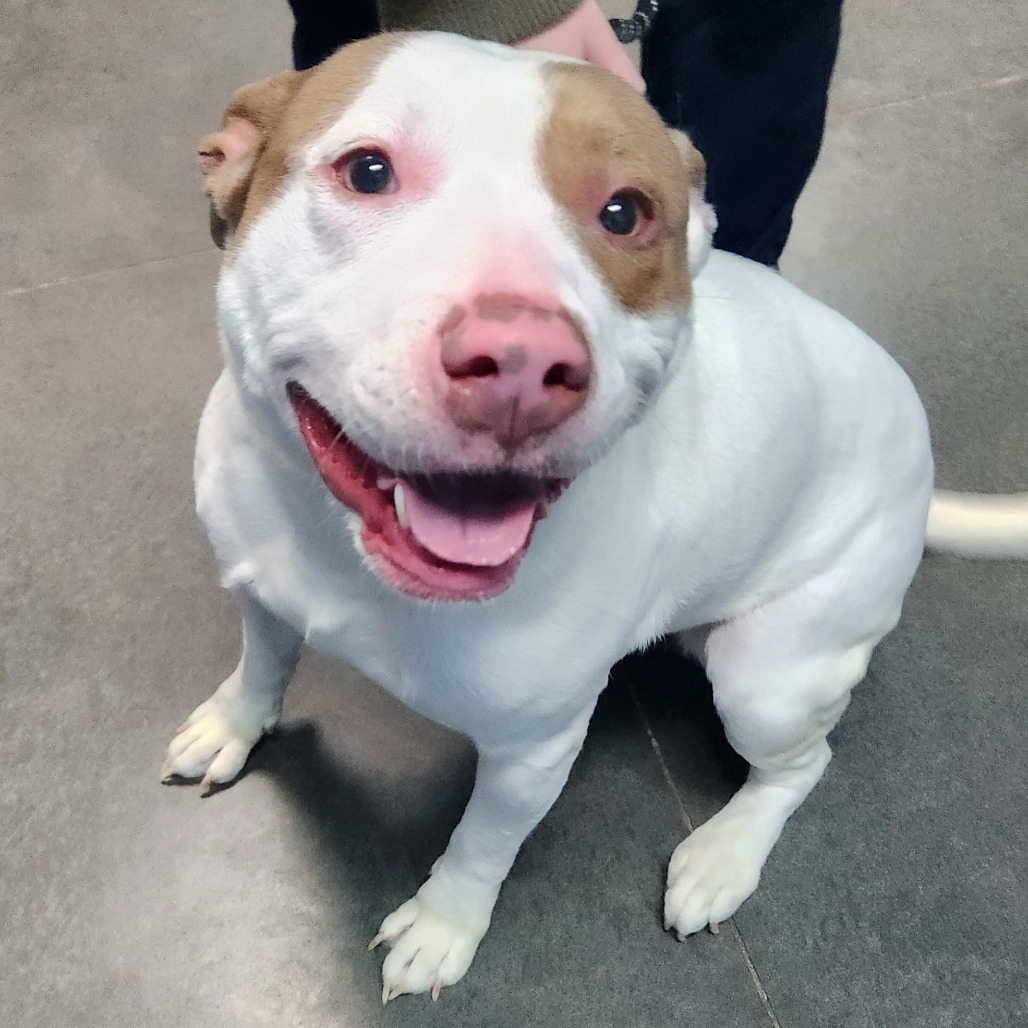 Nadia, an adoptable Pit Bull Terrier in Idaho Falls, ID, 83402 | Photo Image 3