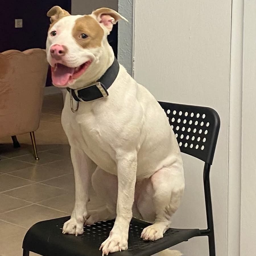 Nadia, an adoptable Pit Bull Terrier in Idaho Falls, ID, 83402 | Photo Image 4