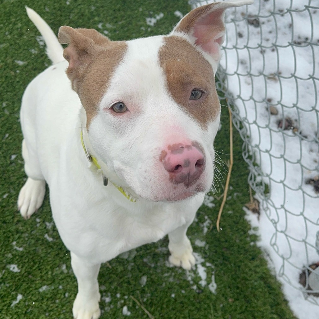 Nadia, an adoptable Pit Bull Terrier in Idaho Falls, ID, 83402 | Photo Image 5