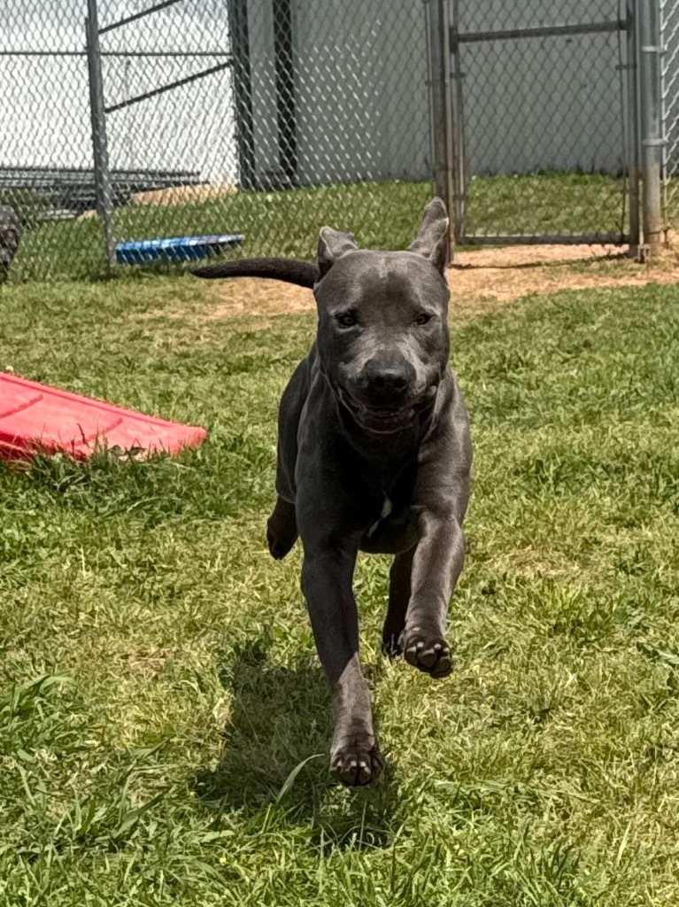 Deuce (Hercules)