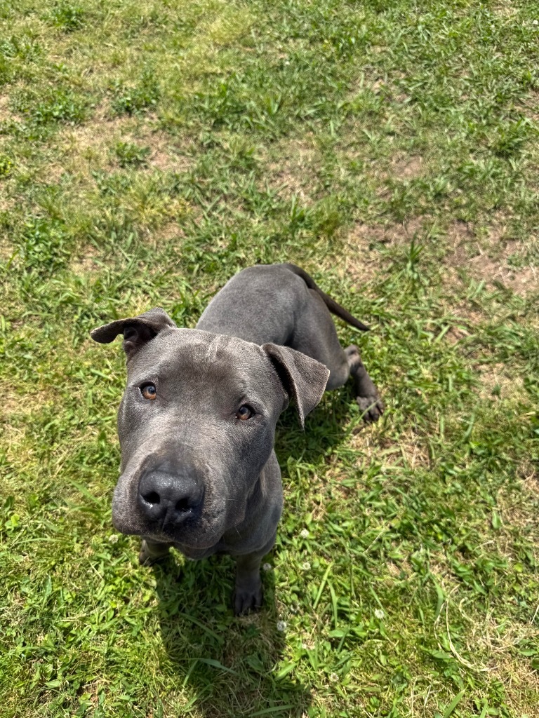 Deuce (Hercules)