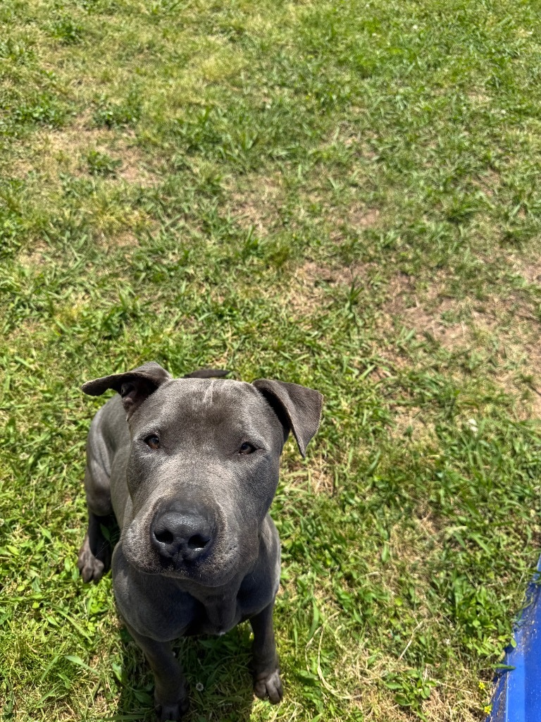 Deuce (Hercules)