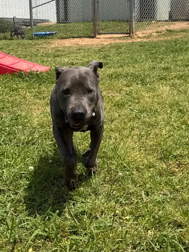 Deuce (Hercules)