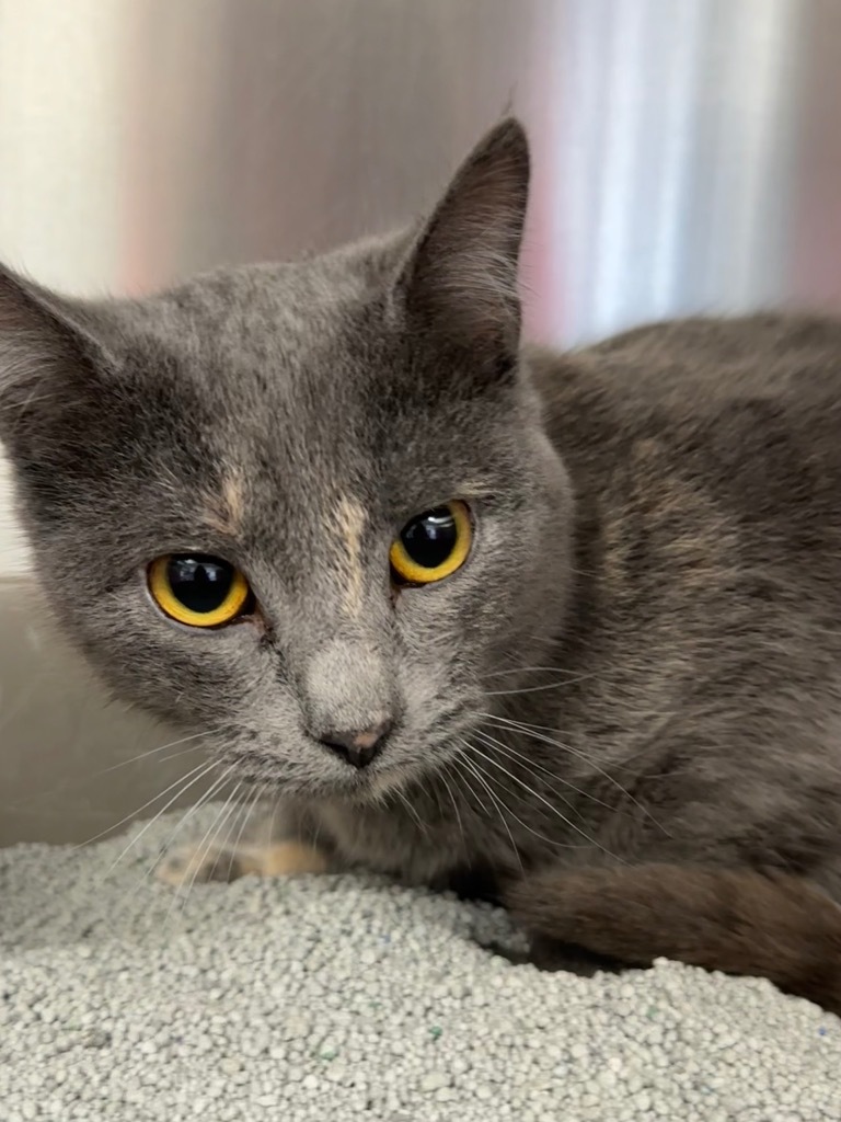 Karen Smith, an adoptable Domestic Short Hair in Jonesboro, AR, 72401 | Photo Image 1