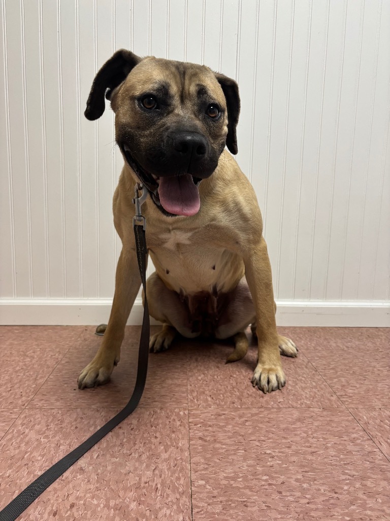 Anna, an adoptable Affenpinscher, Shepherd in Wabash, IN, 46992 | Photo Image 1