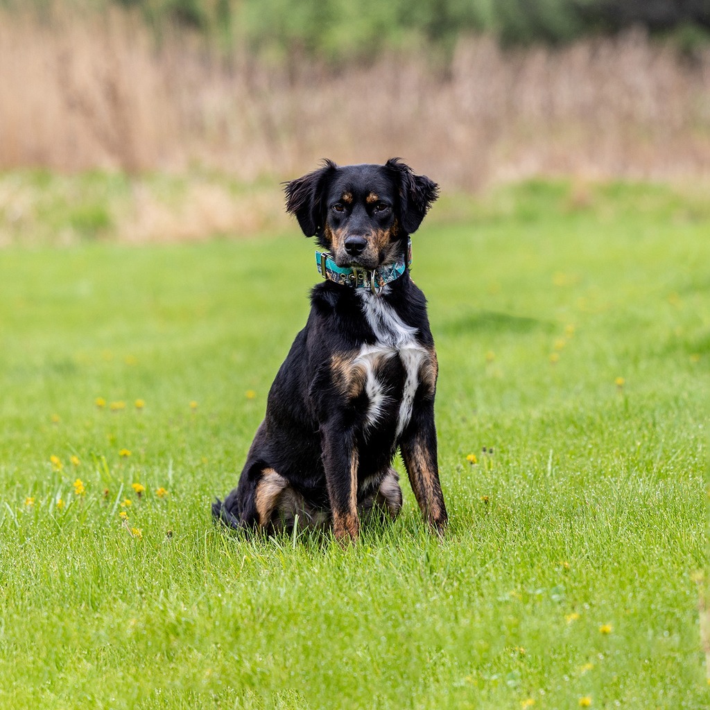 Daphne, an adoptable Setter, Mixed Breed in Council Bluffs, IA, 51503 | Photo Image 1