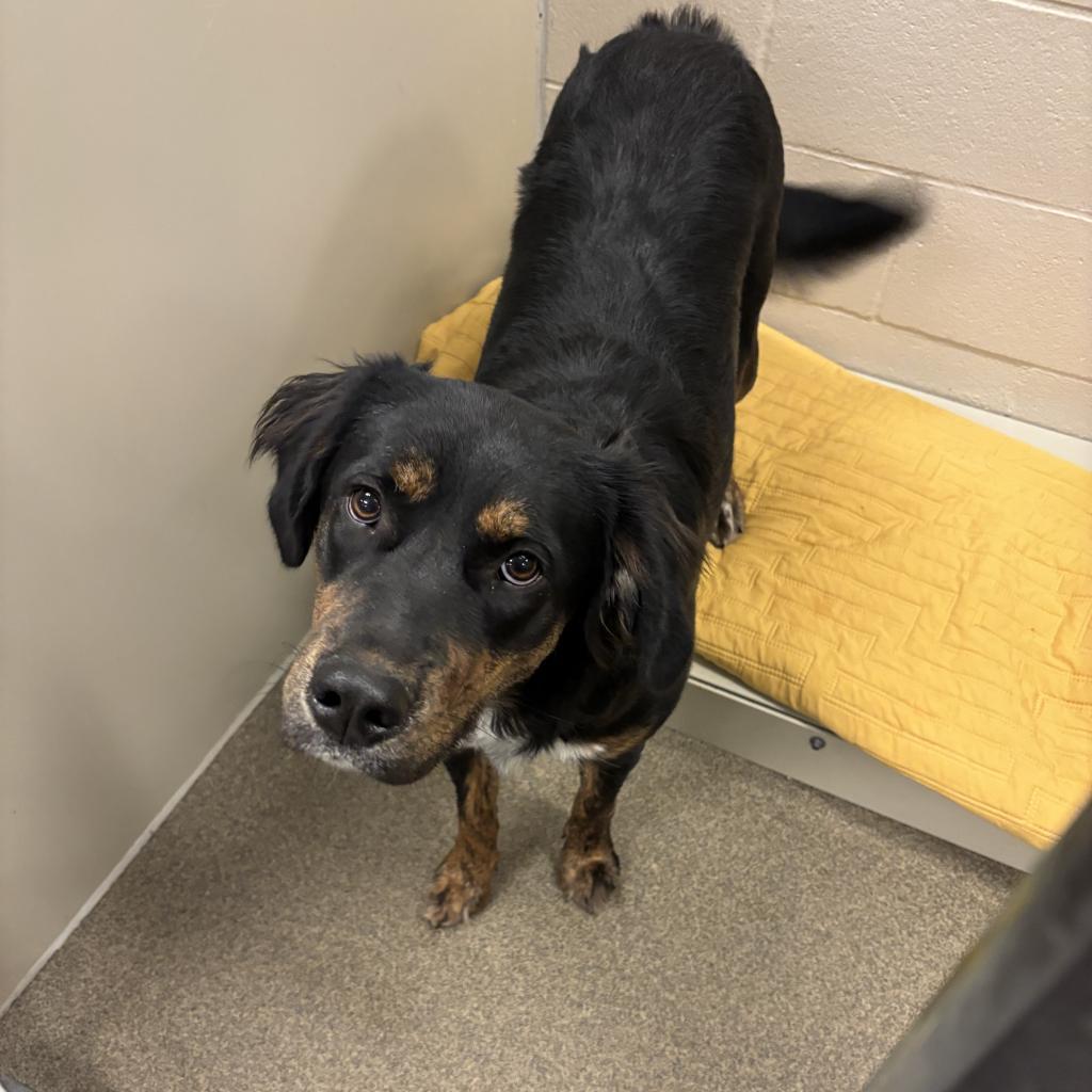 Daphne, an adoptable Setter, Mixed Breed in Council Bluffs, IA, 51503 | Photo Image 2