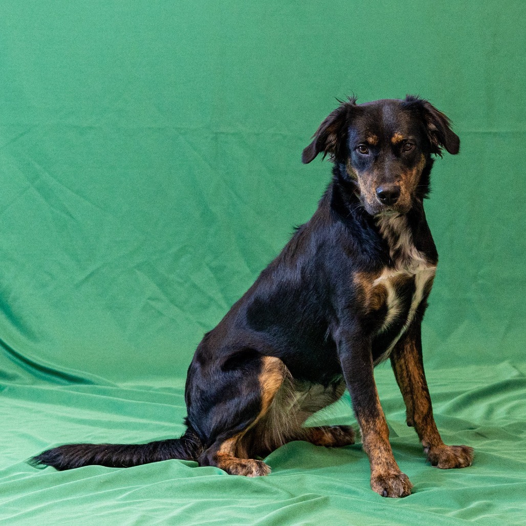 Daphne, an adoptable Setter, Mixed Breed in Council Bluffs, IA, 51503 | Photo Image 3