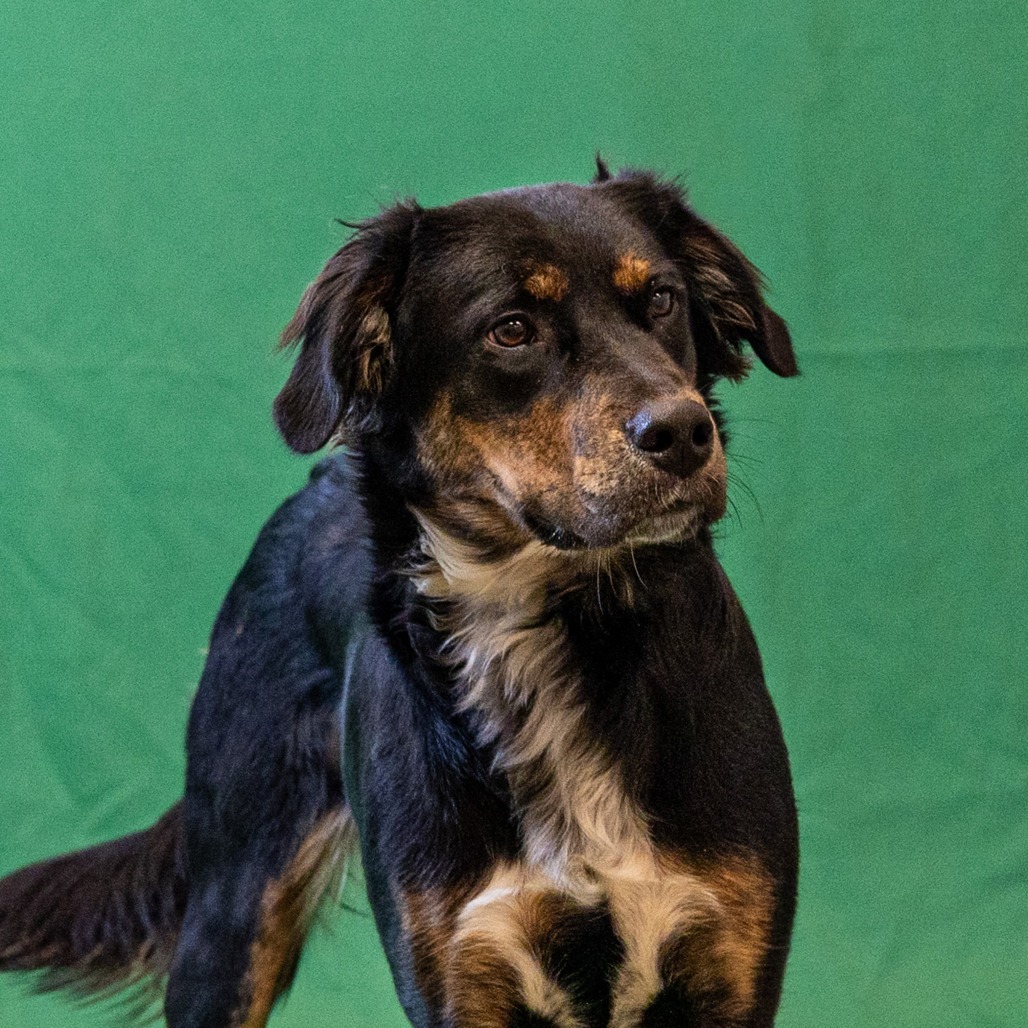 Daphne, an adoptable Setter, Mixed Breed in Council Bluffs, IA, 51503 | Photo Image 4