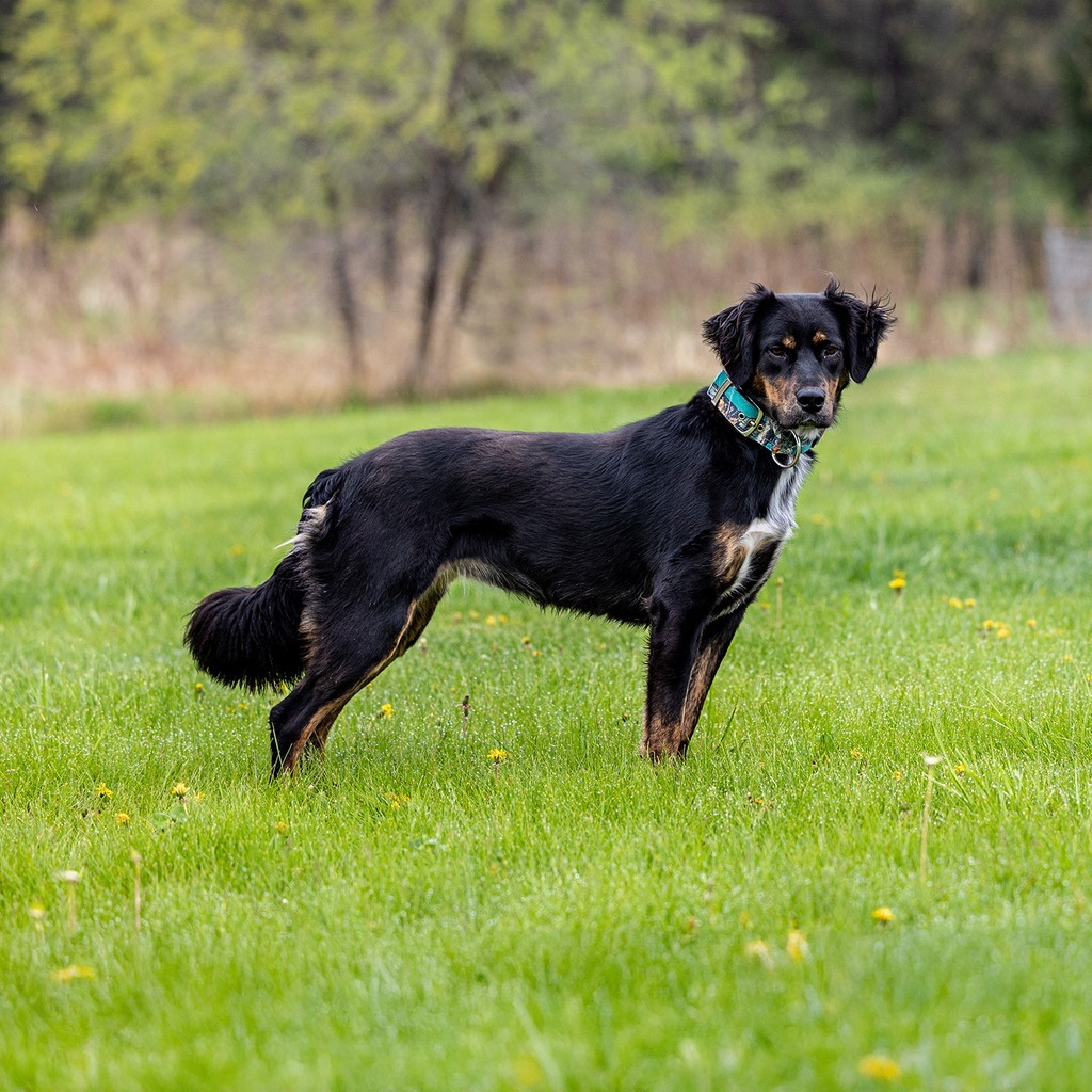 Daphne, an adoptable Setter, Mixed Breed in Council Bluffs, IA, 51503 | Photo Image 5