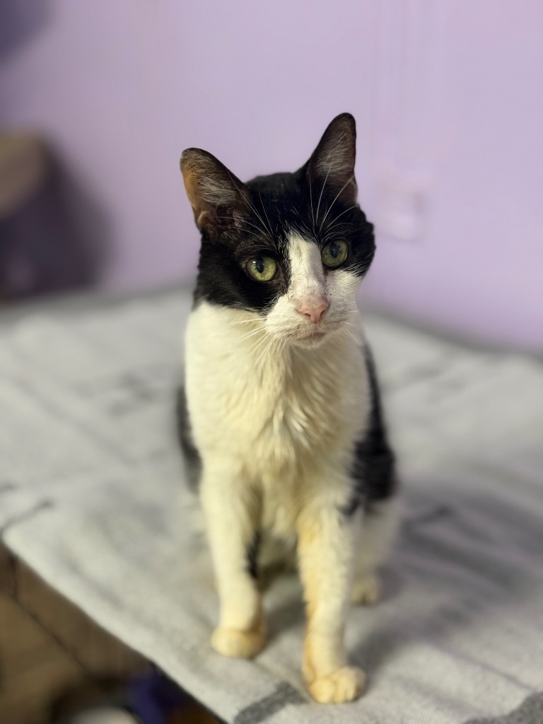 Penelope