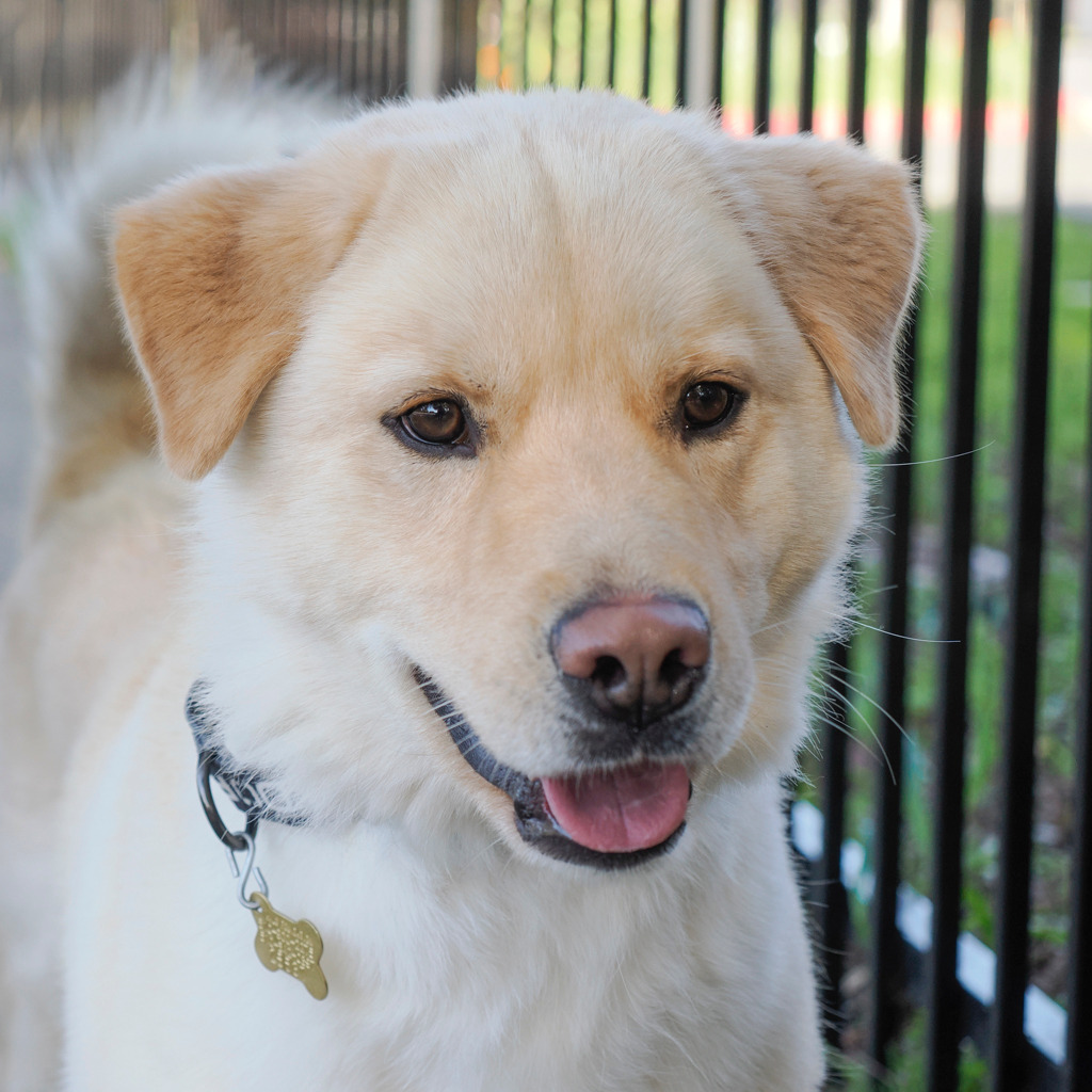 FOZZIE BEAR, an adoptable Golden Retriever, Samoyed in Point Richmond, CA, 94801 | Photo Image 1